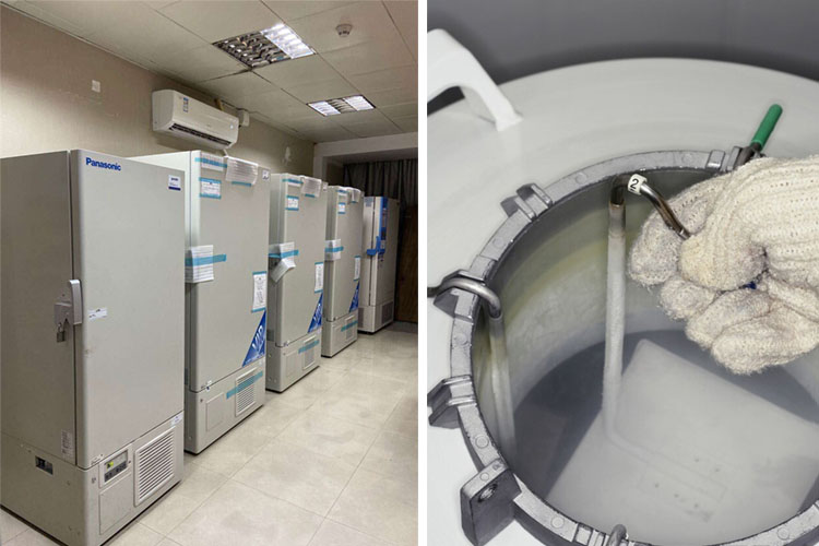 氣相凍存 氣相凍存